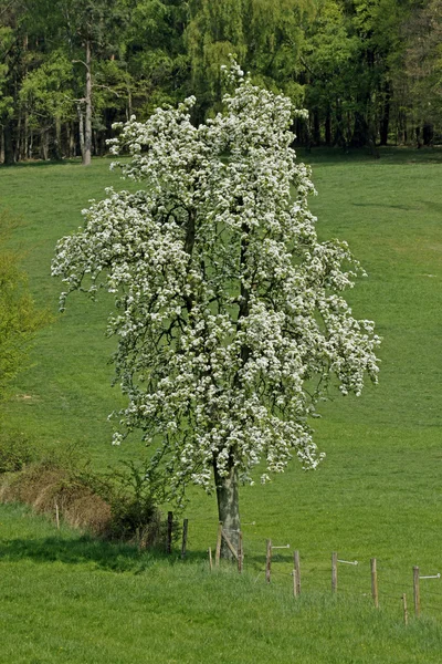Birnbaum in Niedersachsen, Deutschland, Europa — Stockfoto