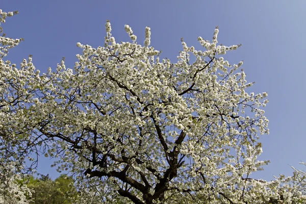 Flor de cerejeira em Hagen A.T.W. no país de Osnabrueck, Alemanha — Fotografia de Stock
