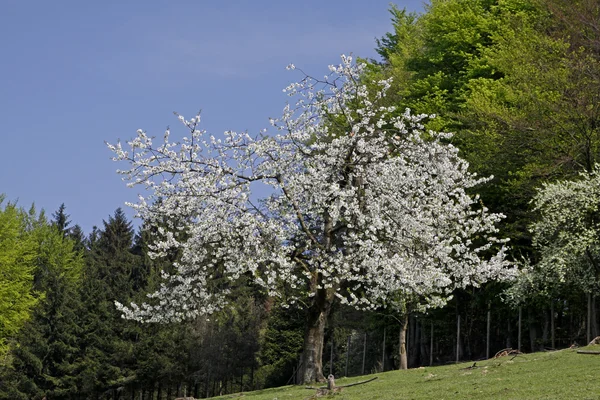 Ciliegi in primavera, Hagen, Bassa Sassonia, Germania, Europa — Foto Stock