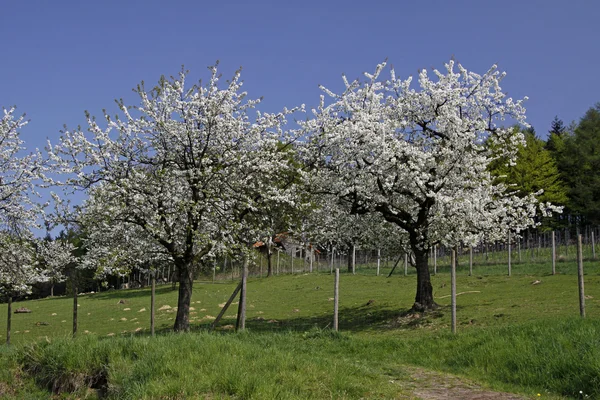 Kirschbäume im Frühling, Hagen, Niedersachsen, Deutschland, Europa — Stockfoto