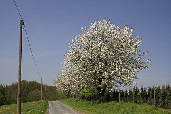 Třešně na jaře, Hagen, Dolní Sasko, Německo, Evropa — Stock fotografie