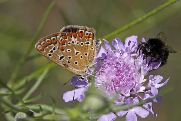 Polyommatus vlinder zittend op een scabious bloei in Italië, Europa — Stockfoto