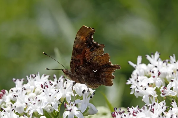 stock image Comma butterfly (Nymphalis c-album, Polygonia c-album) on dwarf elder