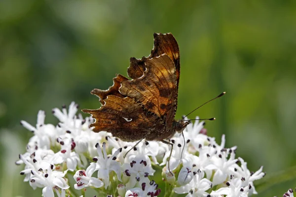 Gehakkelde aurelia (nymphalis c-album, polygonia c-album) op dwerg ouderling — Stockfoto