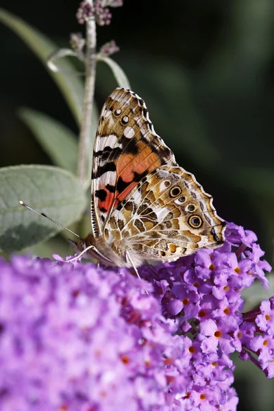Distelvlinder, Geverfde Dame vlinder (cynthia cardui) op buddleja — Stockfoto