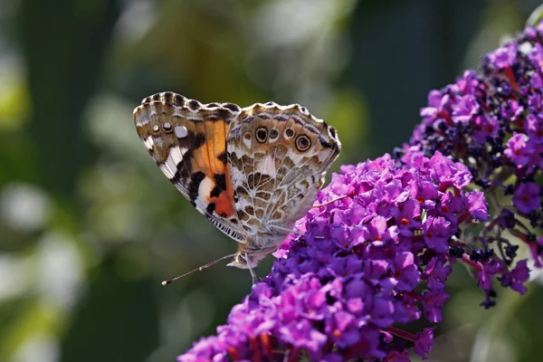 Vanessa cardui, Painted lady butterfly (Cynthia cardui) on Buddleja — Stock Photo, Image