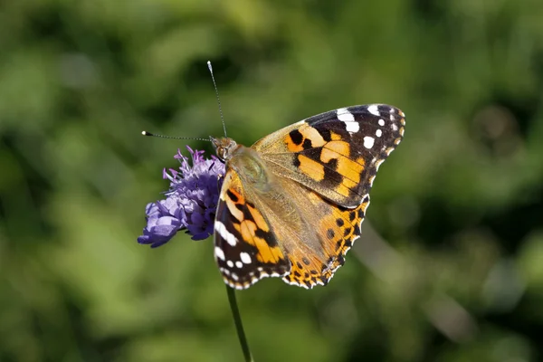 蛱蝶，在意大利，欧洲的蝴蝶夫人的画 (cynthia cardui） — 图库照片