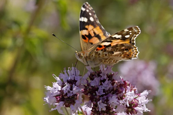 Mariposa dama pintada (Vanessa cardui) en Origanum vulgare desde Alemania —  Fotos de Stock
