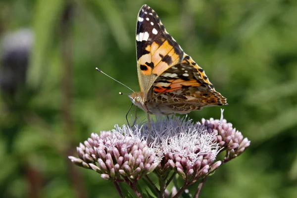 Distelvlinder, cynthia cardui, Geverfde Dame vlinder op hennep-agrimonie — Stockfoto