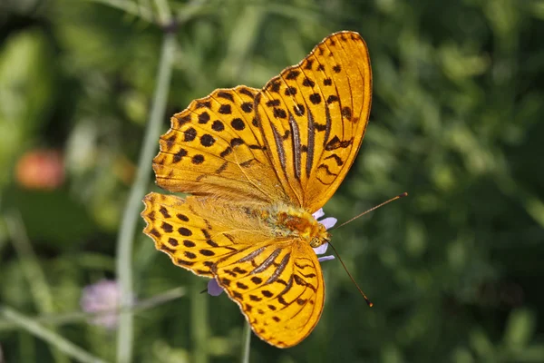 Серебряная бабочка (Argynnis paphia) в Италии, Европе — стоковое фото