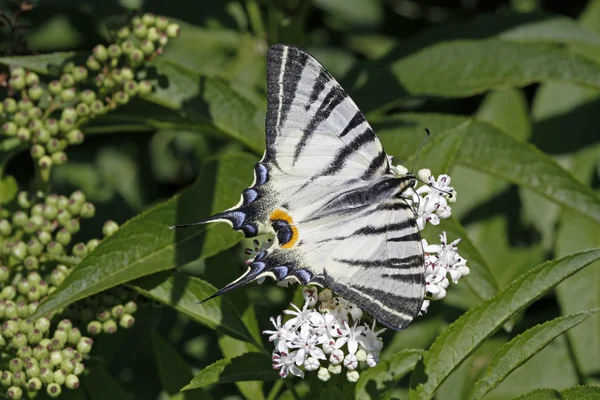 Nyáron a Iphiclides podalirius szűkös Pillangófélék — Stock Fotó