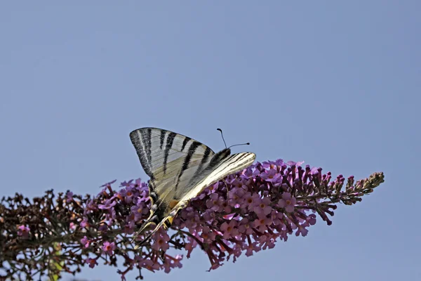 Knappa swallowtail butterfly i sommar, iphiclides podalirius — Stockfoto