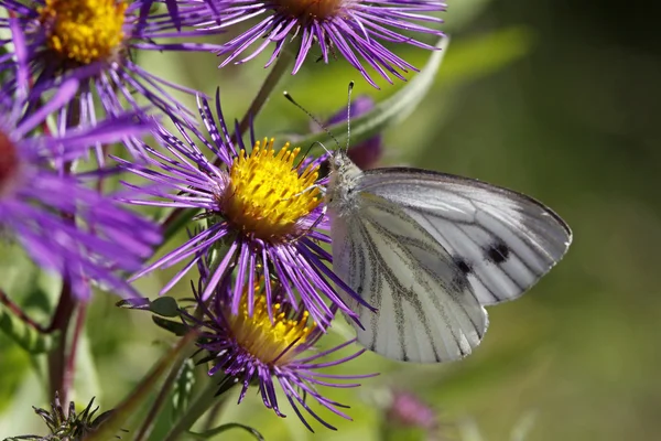 Green-veined White butterfly (Pieris napi) on Aster novae-angliae — Stock Photo, Image