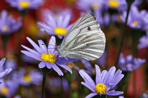 Beyaz (Pieris napi) kelebek Kingfisher daisy yeşil damarlı