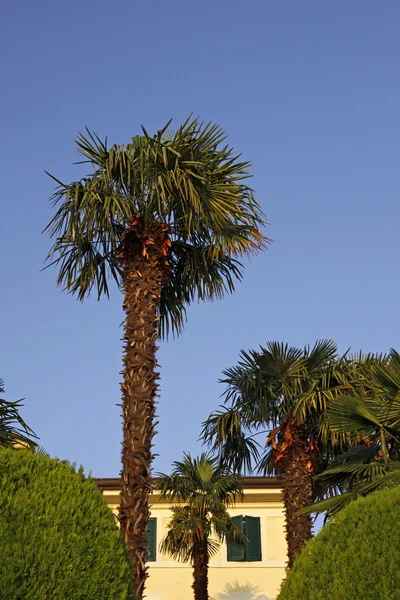 Palmowe drzewo w lazise, jezioro garda, veneto, Włochy, Europa — Zdjęcie stockowe