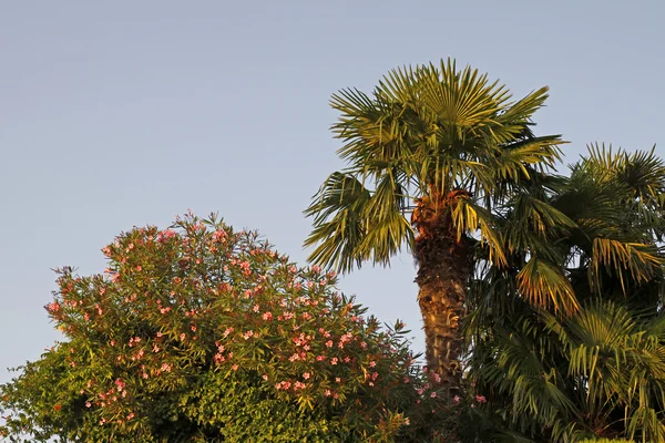 Palmeira e oleandro em Lazise at Lake Garda, Veneto, Itália, Europa — Fotografia de Stock