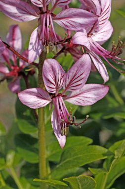 dictamnus albus, diptam - burning-bush, yanlış dittany