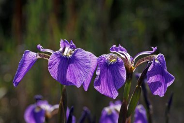 Iris sibirica, Bahar, Almanya, Avrupa'nın sibirian Iris