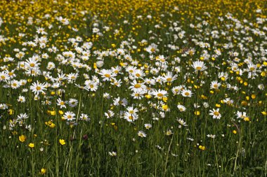 leucanthemum vulgare - bahar bir çayır Almanya, Avrupa oxeye daisy