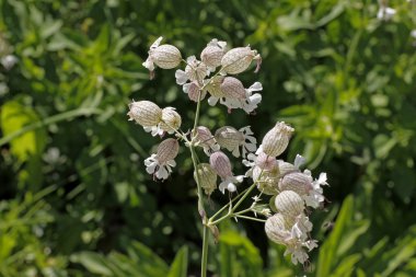 Silene vulgaris, Bladder campion in Germany, Europe clipart