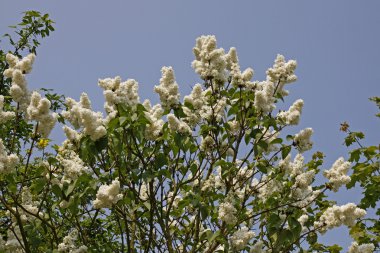 Syringa vulgaris - Common Lilac in Germany, Europe clipart