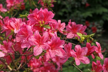 Rhododendron japonicum in spring, Germany, Europe clipart