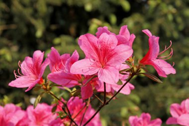 ormangülü japonicum Bahar, Almanya, Avrupa'nın