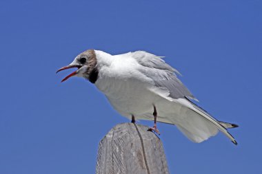 Larus ridibundus - İtalya Karabaş martı