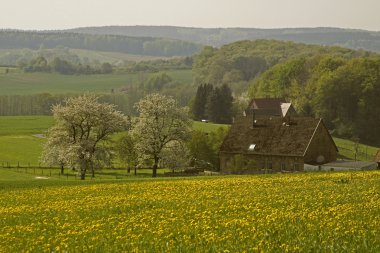 Bahar yatay, çiftlik ve kiraz ağaçları Nisan, hagen, Almanya