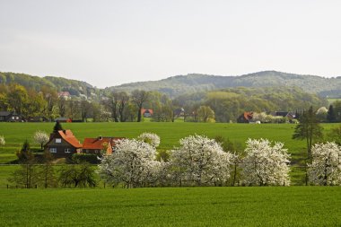 Spring landscape with cherry trees in April, Osnabruecker Land, Germany clipart