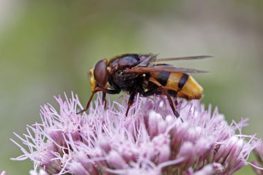 Kenevir-Kasıkotu üzerinde kopyalama hoverfly (Volucella zonaria) boynuzlu