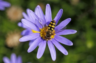 Eupeodes corollae, Metasyrphus corollae, Hoverfly on Blue Marguerite clipart