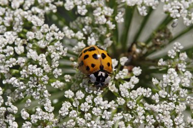 Asya hanım böceği - harmonia axyridis umbellifer üzerinde çiçek