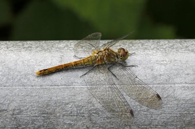 sympetrum, Almanya, Avrupa yusufçuk