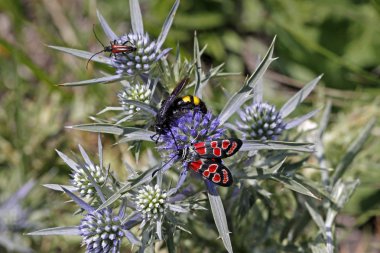 Zygaena carniolica burnet Tarih Ametist deniz holly (Eryngium amethystinum) içinde