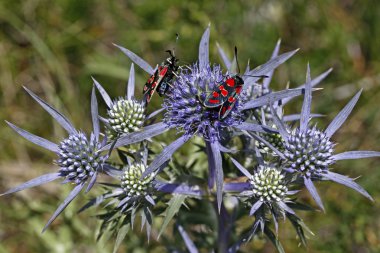 Zygaena carniolica burnet Tarih Ametist deniz holly (Eryngium amethystinum) içinde