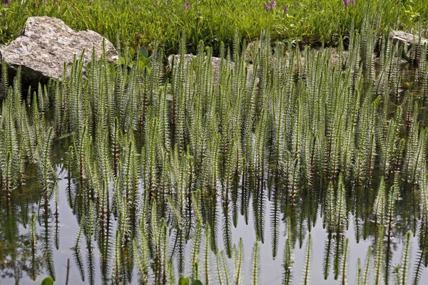 Hippuris vulgaris, Common Mares tail, Horsetail — Stock Photo, Image