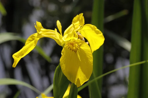 Iris pseudacorus, Iris amarillo, Bandera amarilla en Alemania, Europa — Foto de Stock