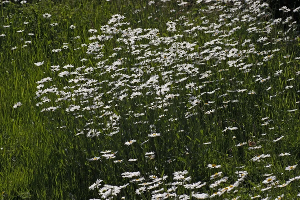 Oxeye daisy, Marguerite - Leucanthemum vulgare in May, Germany, Europe — стоковое фото
