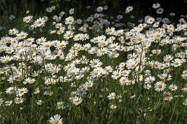 Oxeye daisy, Marguerite - Leucanthemum vulgare in may, Germany, Europe — Stock Photo, Image