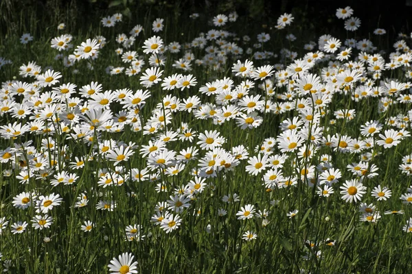 Oxeye daisy, Marguerite - Leucanthemum vulgare in May, Germany, Europe — стоковое фото