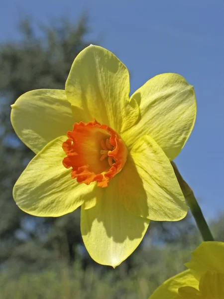 Enkelvoudige bloem van een gele narcis in voorjaar, Duitsland, Europa — Stockfoto