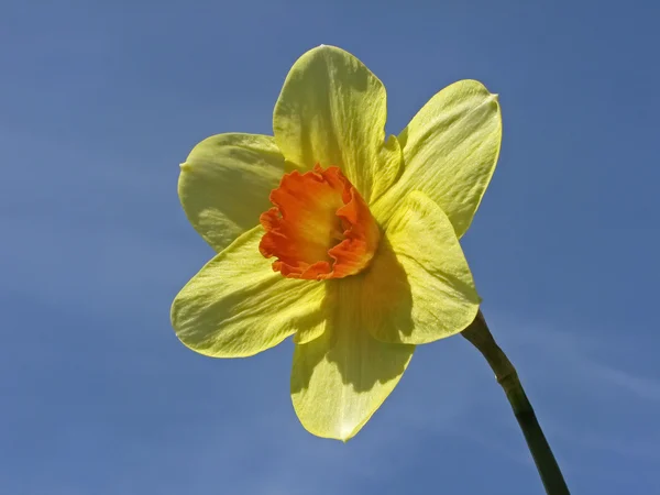 Flor única de um narciso amarelo na primavera, Alemanha, Europa — Fotografia de Stock