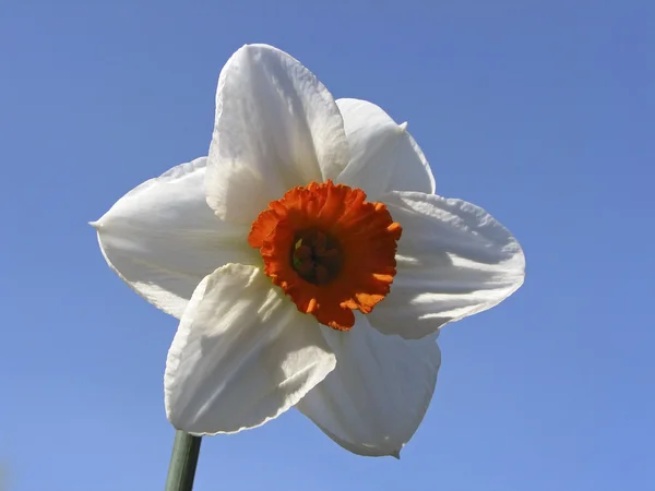 Nergis Bahar, Almanya, Avrupa'nın tek çiçek — Stok fotoğraf