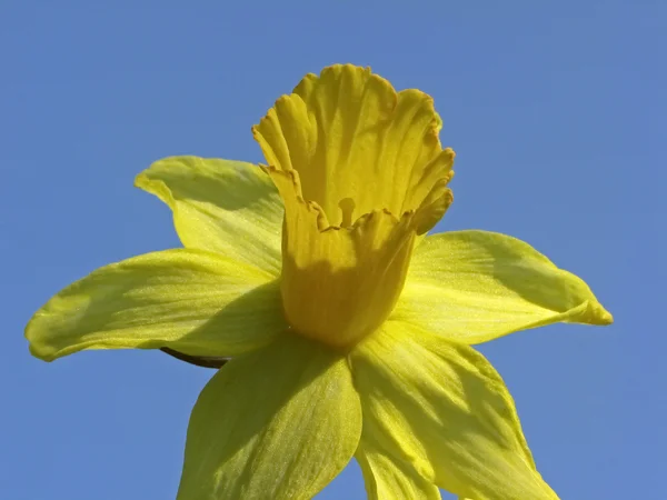Flor única de um narciso em primavera, Alemanha, Europa — Fotografia de Stock