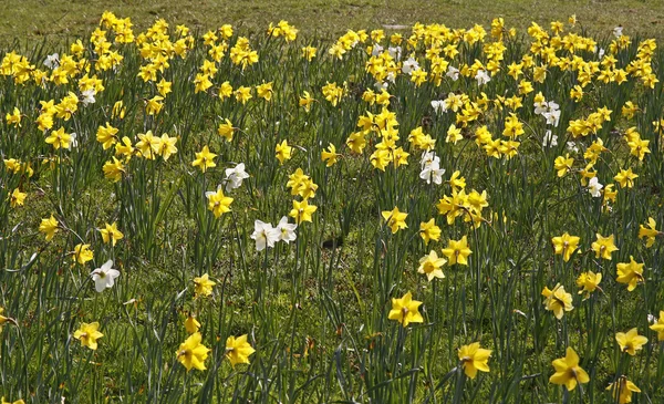 Narcissus hybriden, narcissen in voorjaar, Duitsland, Europa — Stockfoto