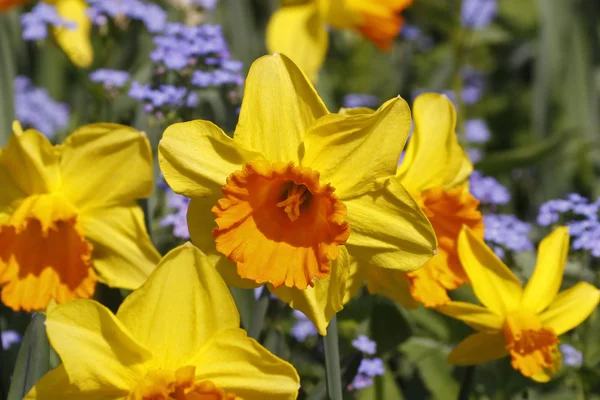 Uitgeleend lelies, gele narcissen met en forget-me-not in voorjaar, Duitsland, Europa — Stockfoto