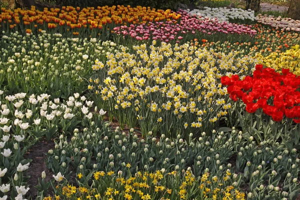 Narcisy a tulipány v parku v Nizozemsku, Evropa — Stock fotografie