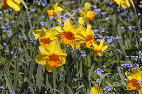 Kölcsönzött, liliom, nárcisz, és a Nefelejcs tavasszal, Németország, Európa — Stock Fotó