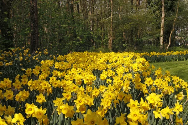 Narcissen in voorjaar, Nederland, Europa — Stockfoto